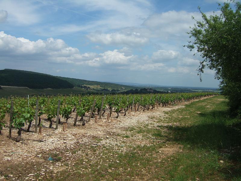 2010-05- (126).JPG - ... und vorbei an sonnigen Weinhängen